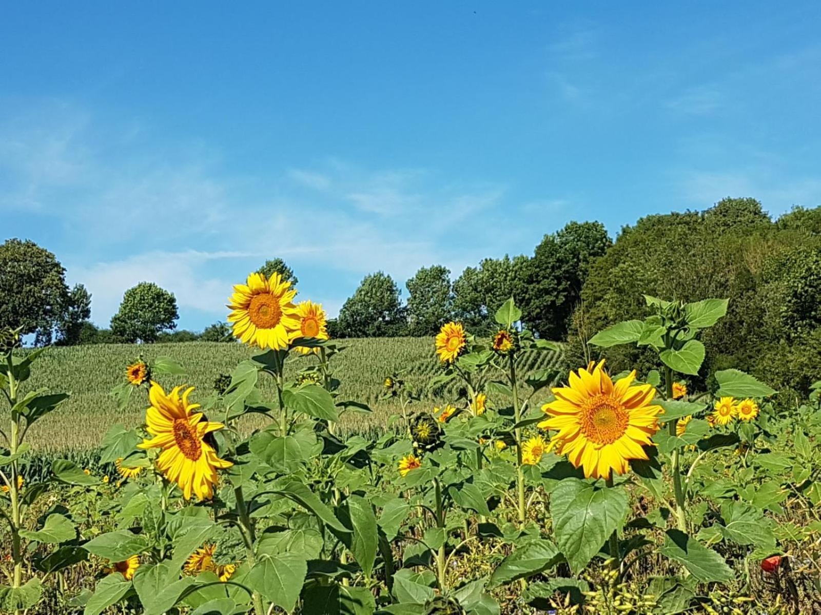 Ferienwohnung Am Grasweg Höxter Exteriér fotografie